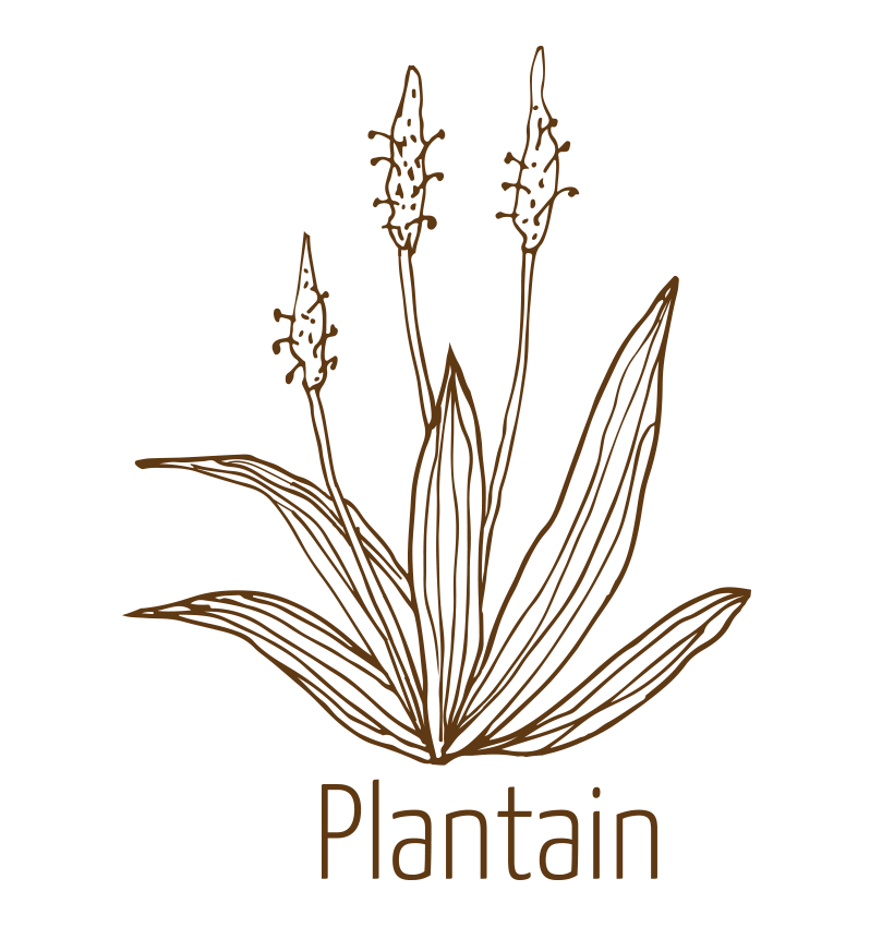 Plantain
